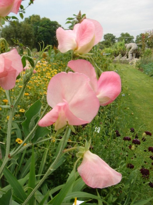Lathyrus odoratus 'Mammouth'